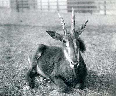 1912年頃、ロンドン動物園に座っている若いセイブルアンテロープ 作： Frederick William Bond